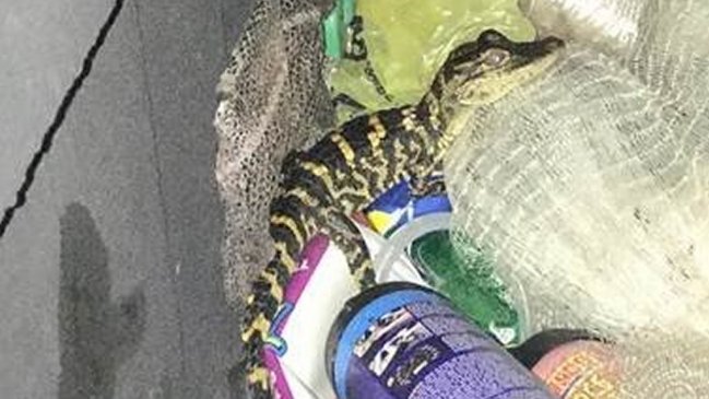 Mujer sorprendió al sacar un caimán de su pantalón durante control policial