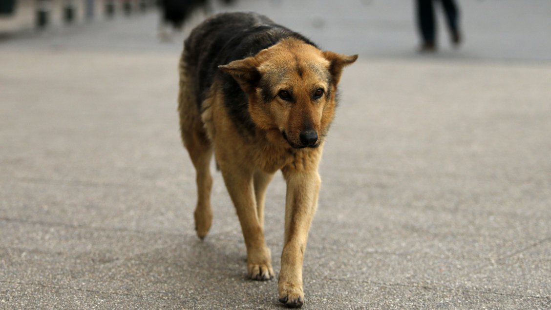 Municipio de Chile Chico presenta querella por envenenamiento de mascotas