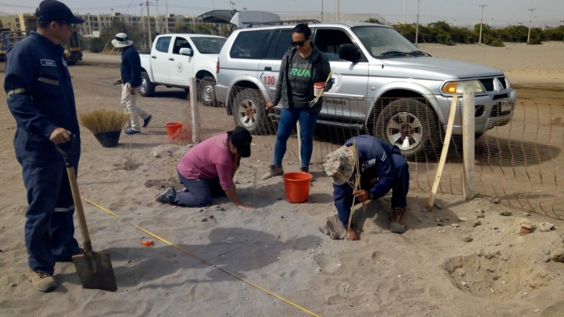 Con plantas buscan combatir la proliferación de dunas en el borde costero de Arica
