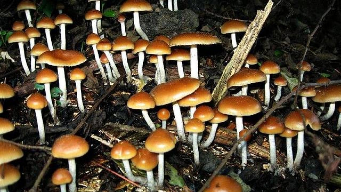 Denver: La primera ciudad de EE.UU. que despenaliza los 