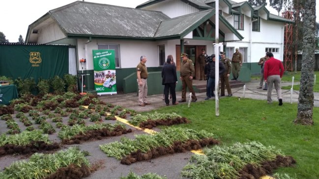 Aún no hay detenidos por el mayor decomiso de marihuana de la Región de Los Lagos