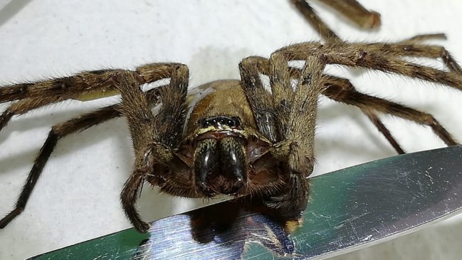 Inusual araña de 10 centímetros fue encontrada en la costanera de Iquique