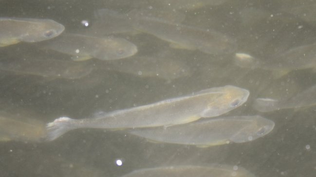 Promueven cultivo de peces en las caletas de Tarapacá