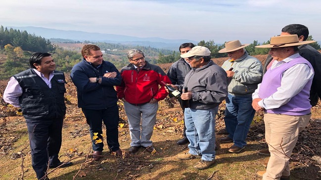 Biobío: Viñateros en crisis reciben incentivo estatal que bordea los 700 millones
