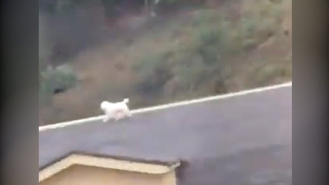 Firulais se volvió a subir al techo y provocó la risa descontrolada de su vecina