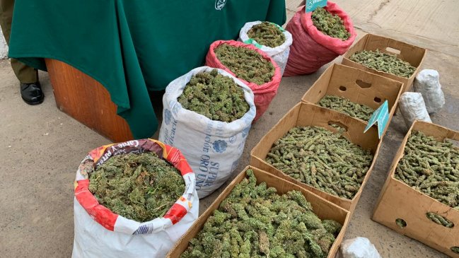 Incautan en Punitaqui 38 kilos de marihuana recién cosechada