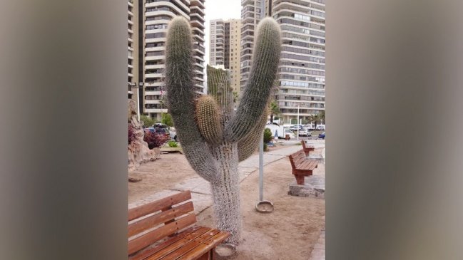 Vándalos destruyeron cactus gigante del Parque Temático de Cavancha