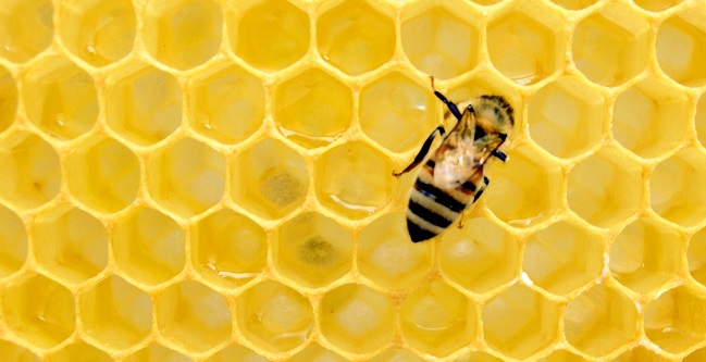 Imagen foto_00000016