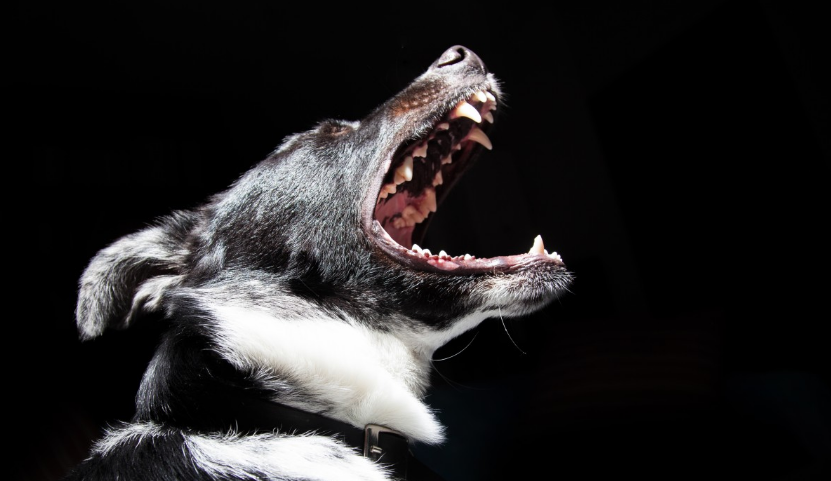 Quilpué: Perro atacó a niño de 12 años cuando transitaba con su papá