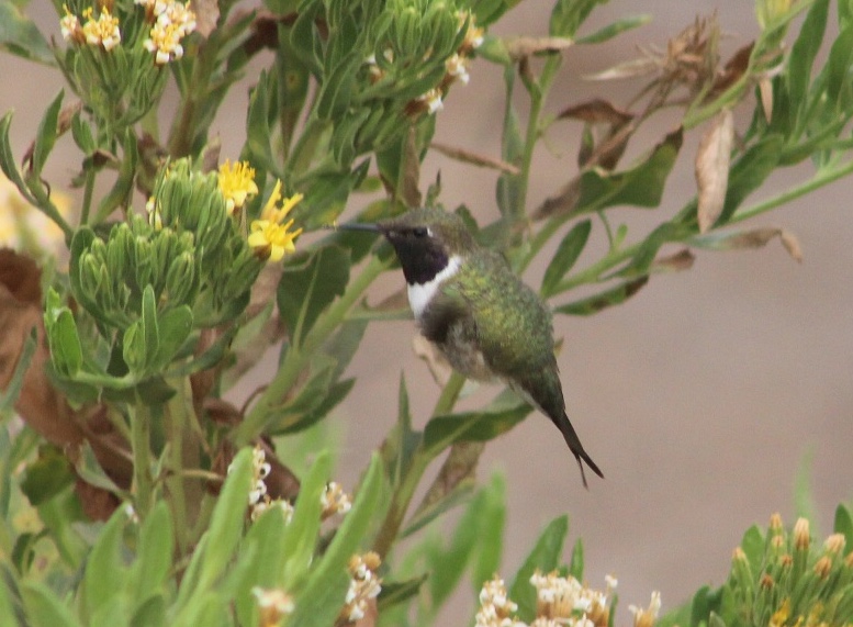 Nueva área protegida busca la conservación del picaflor de Arica