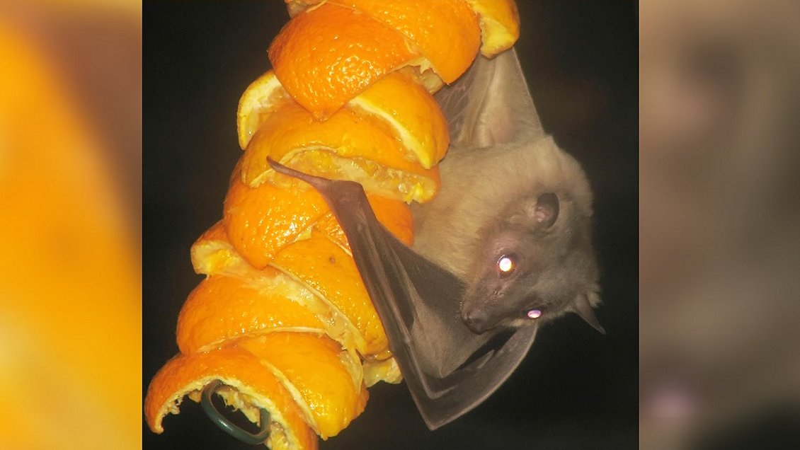 Murciélago hembra ofrece a los machos sexo a cambio de comida