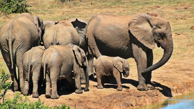 Botsuana autorizó la caza de elefantes