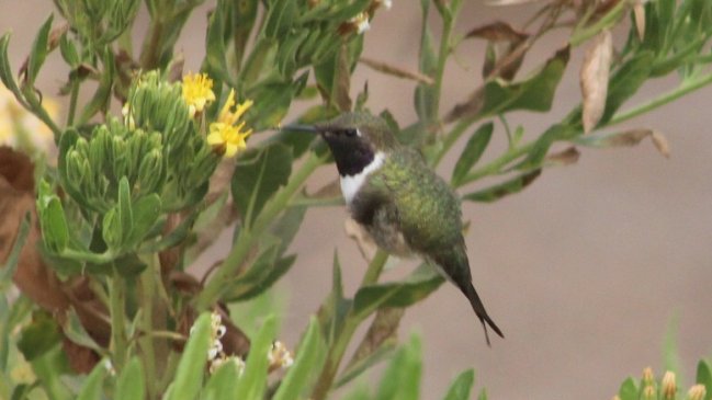 Nueva área protegida busca la conservación del picaflor de Arica
