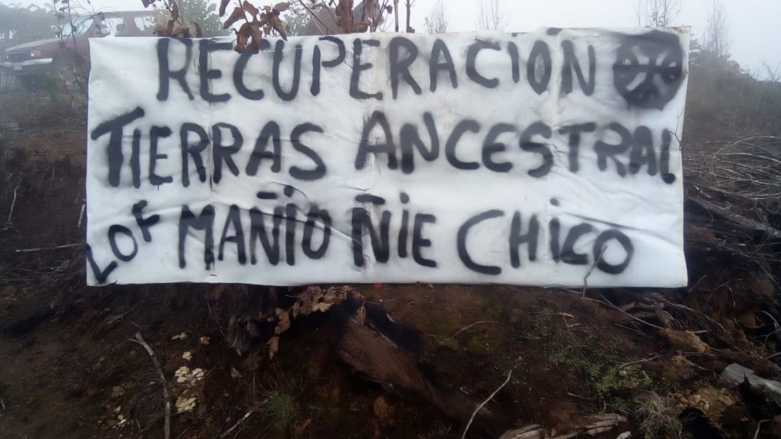 Comunidad mapuche ocupó fundo que es explotado por empresa forestal en Galvarino