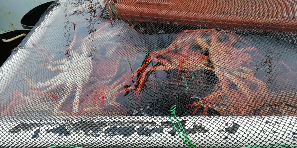 Incautan 2.000 kilos de centolla bajo talla mínima en Ancud