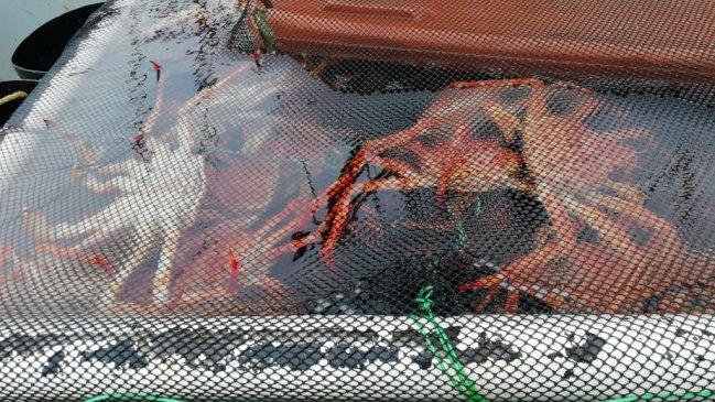 Incautan 2.000 kilos de centolla bajo talla mínima en Ancud