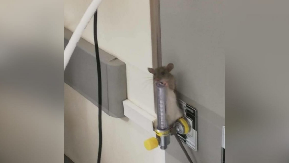 Acusan presencia de ratones y mosquitos en Hospital de Quilpué