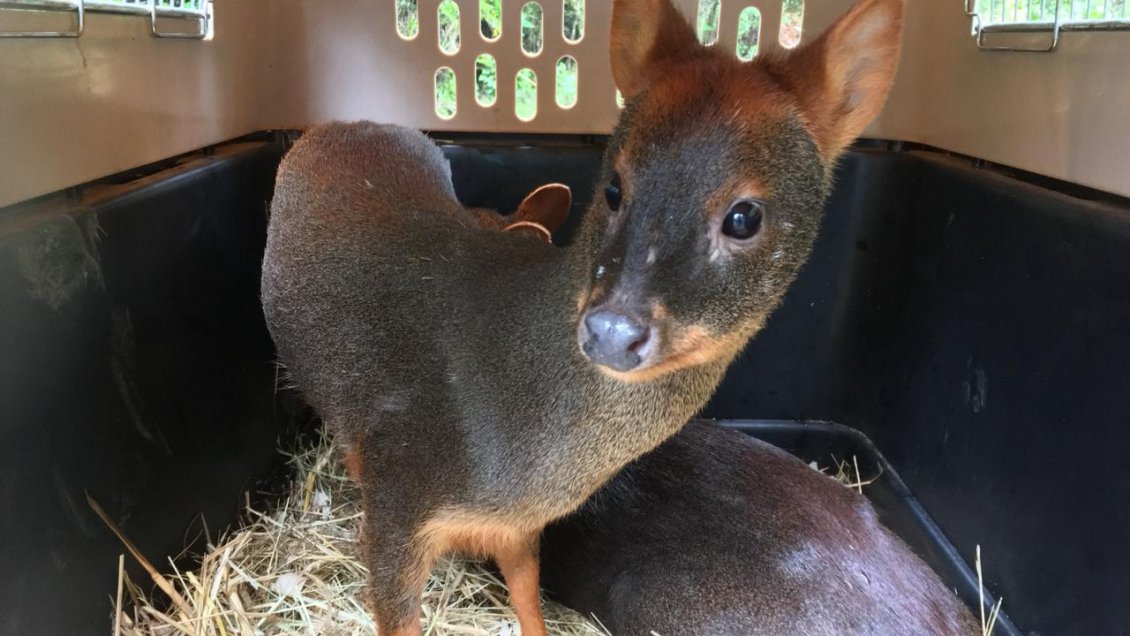 Pudúes, zorros y una bandurria retornaron a su hábitat tras atención veterinaria debido a múltiples lesiones