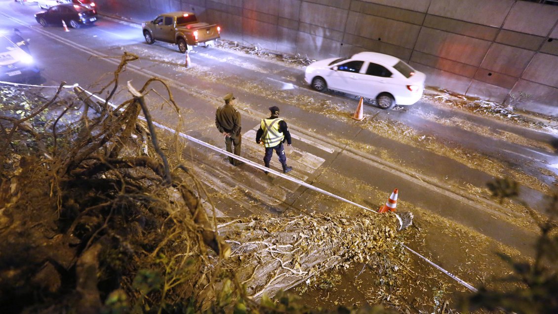 Viento en Santiago superó los 70 kilómetros por hora y derribó casi 700 árboles