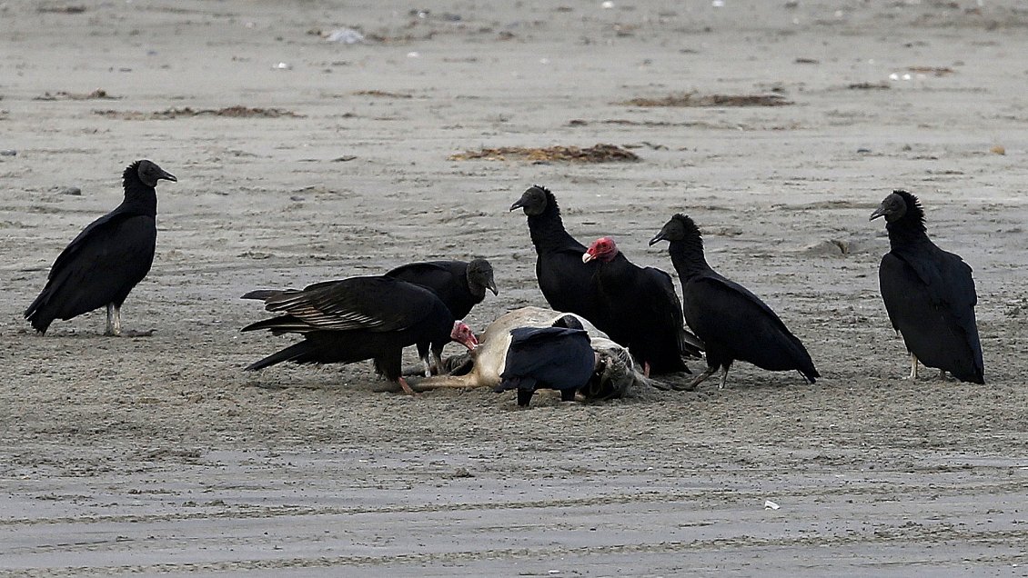 Chiloé seguirá bajo alerta sanitaria hasta fin de año por crisis de la basura