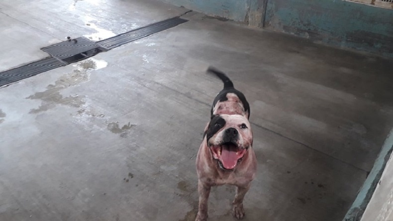 Perro pitbull mató a ladrón que intentó robar en la casa de sus dueños