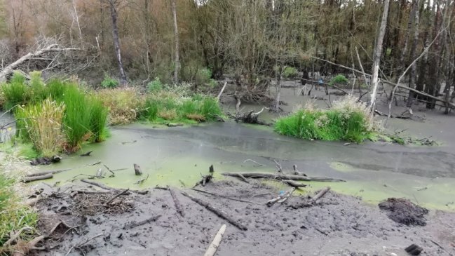 SMA inicia procedimiento contra vertedero en Chiloé por 