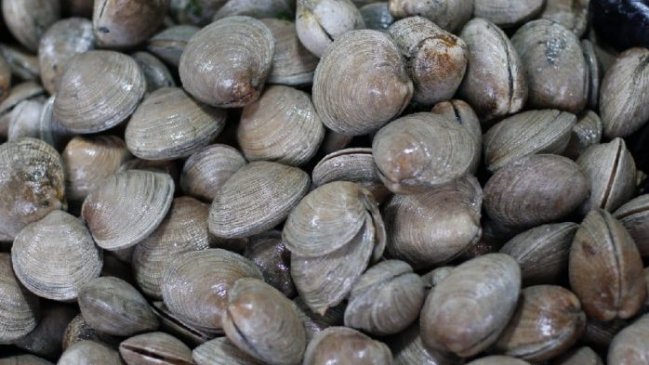 Salud activa alerta por venta de almejas con marea roja en Temuco