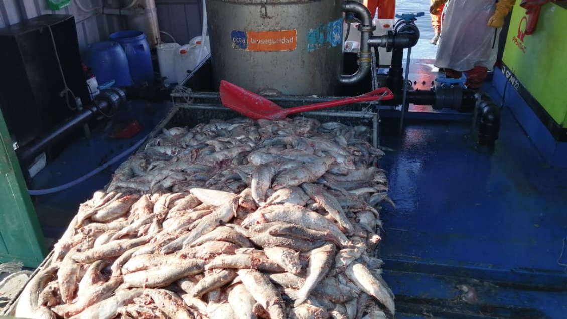 Detectan masiva mortalidad de peces en un centro de cultivo en Quellón