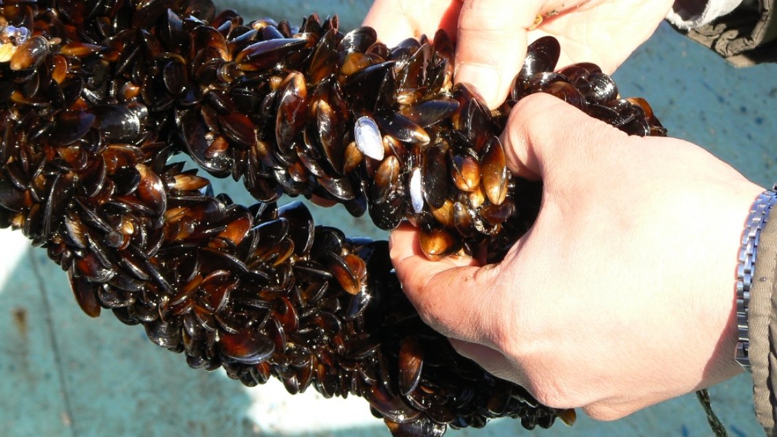 Cierre de vertederos industriales impacta fuentes laborales en Chiloé