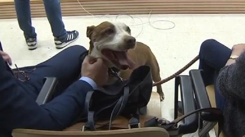 Condenan a hombre por tirar a su perra a la basura en una maleta