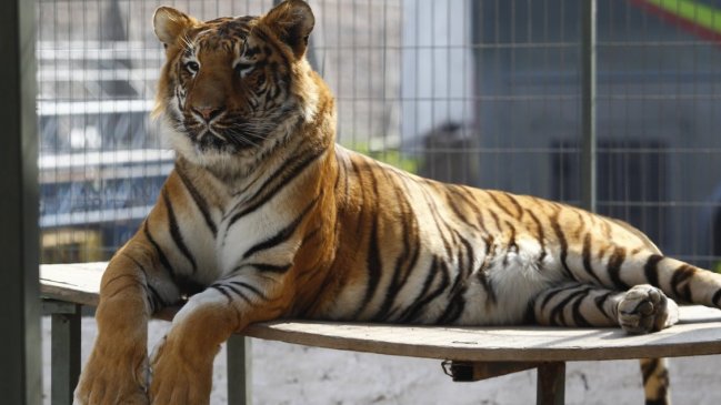  Banda que traficaba órganos de tigre fue condenada a la cárcel en R. Checa  