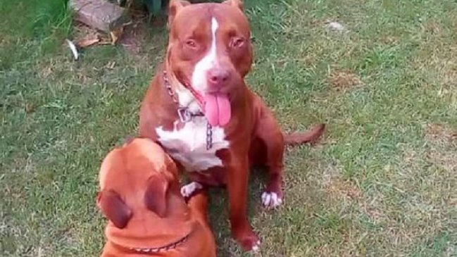 Dos pitbull despedazaron a ladrón que quiso robar en una casa: Lo tuvieron que amputar