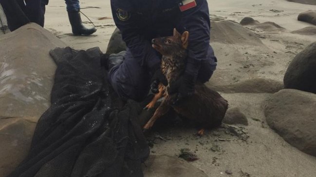 Pudú fue rescatado desde el mar en la región de Los Lagos