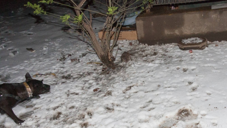 Imagen foto_00000002