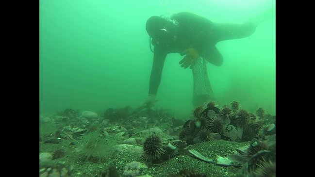 Buzo mariscador de caleta Estaquilla sufrió mal de presión y falleció en el hospital de Ancud