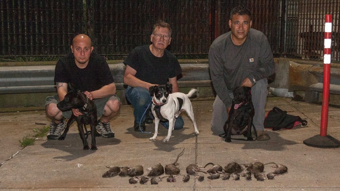 La quimérica y rara misión de un 