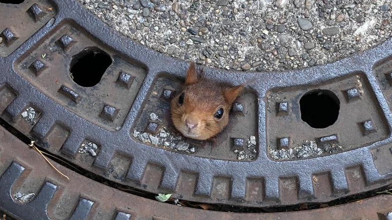 Ardilla quedó atrapada en una alcantarilla y bomberos debieron rescatarla