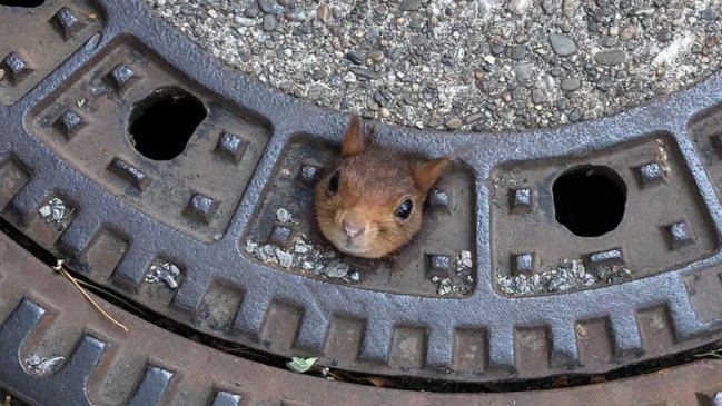 Ardilla quedó atrapada en una alcantarilla y bomberos debieron rescatarla