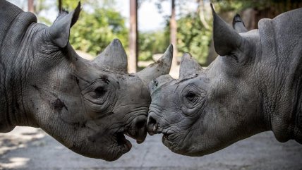   Cinco rinocerontes viajan a Ruanda para preservar la especie 