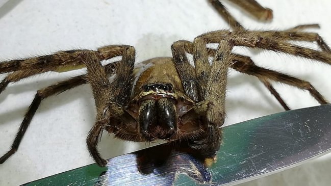 Descubren 11 nuevas especies en Chile, incluyendo cuatro tipos de arañas