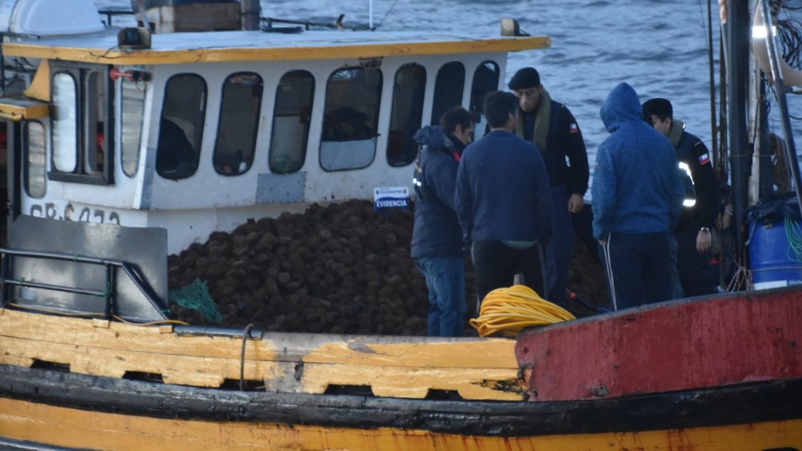 Quellón: Sernapesca se reúne con representantes de plantas de proceso de erizo