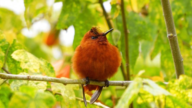Gatos callejeros de Juan Fernández viajarán al continente para ser adoptados y proteger al picaflor