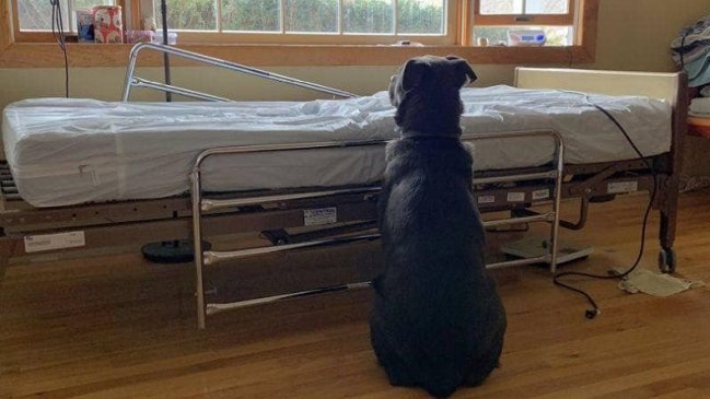 La foto viral más desgarradora: Perrito esperaba a su dueño, pero había muerto