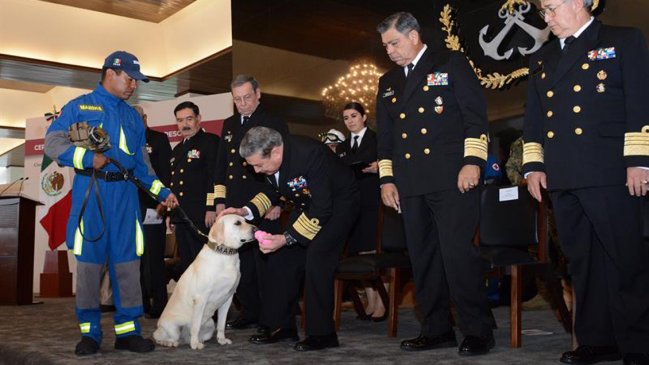 Jubilan con honores a Frida, la célebre perrita rescatista de México