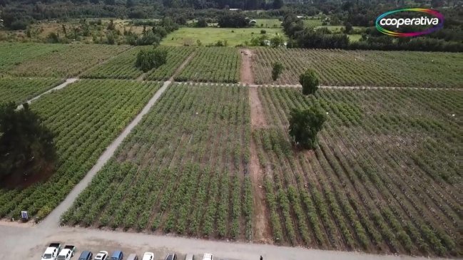 Nueva quiebra en el Maule: Empresa agrícola será liquidada