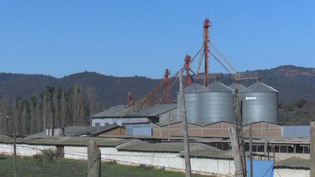 Villa Alemana: Salud abrió sumarios contra avícolas por malos olores