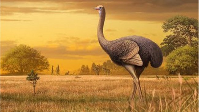 Descubren los restos de un ave gigante en el este de Europa