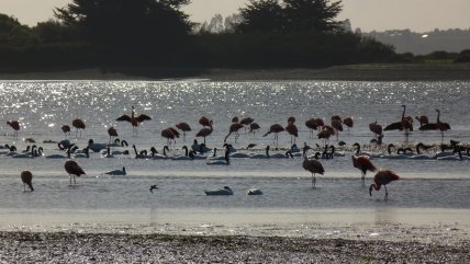  La presencia de flamencos en Chiloé  