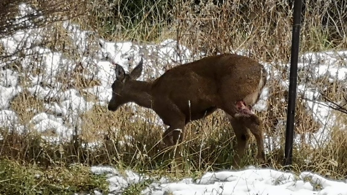 SAG debió realizar eutanasia a huemul atacada por perros en Coyhaique