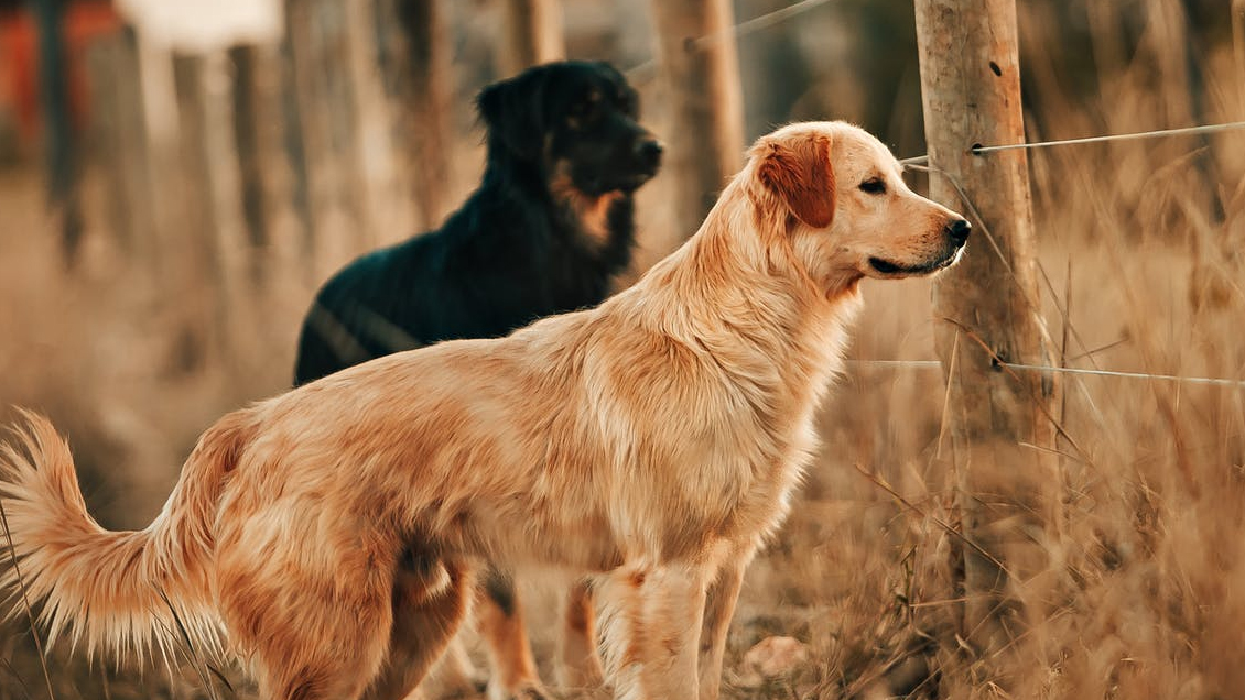 ¿Tienen moral los animales?